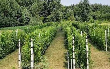 Наші виноградники